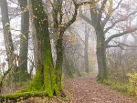 Nebliger Wanderweg durch lichten Eichenwald